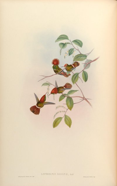 Lophornis reginae by John Gould